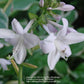 Cathedral Windows Hosta Plants online shopping