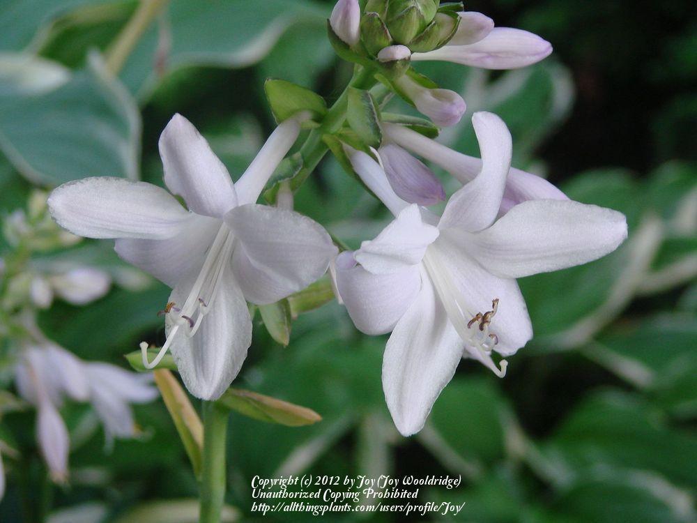 Cathedral Windows Hosta Plants online shopping