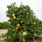 Ponderosa Hybrid Lemon Budwood citrus plant material online shopping