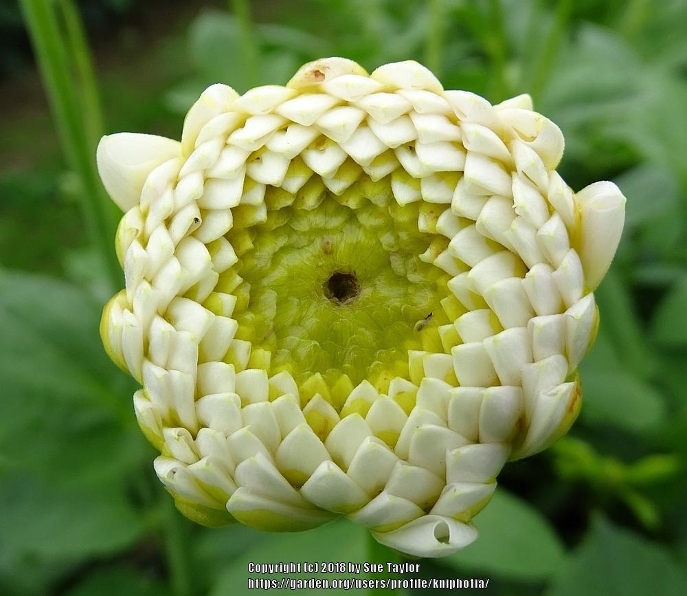 L’Ancresse Dahlia