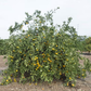 China S-2 Satsuma Mandarin Budwood citrus plant material online shopping