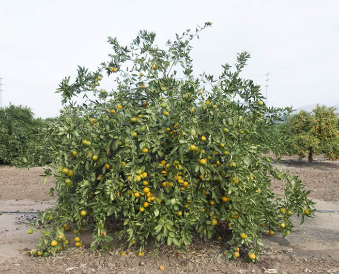China S-2 Satsuma Mandarin Budwood citrus plant material online shopping