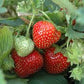 Brunswick Mid Season Strawberry