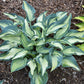 Teacher’s Pride Hosta Plants online shopping
