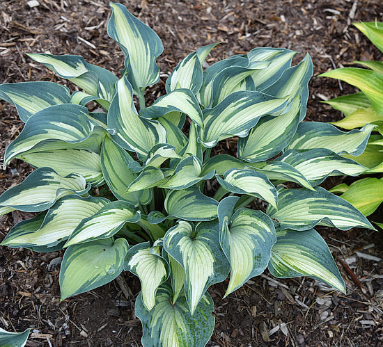 Teacher’s Pride Hosta Plants online shopping