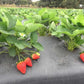 Florida Brilliance™ Short Day Strawberry