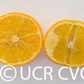 Trifoliate x Ruby Orange Rusk Citrange Trifoliate Hybrid Budwood citrus plant material online shopping