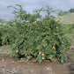 Frost Owari Satsuma Mandarin Budwood citrus plant material online shopping