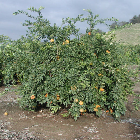 Frost Owari Satsuma Mandarin Budwood citrus plant material online shopping