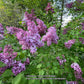 Maiden's Blush Lilac lilac plant online shopping