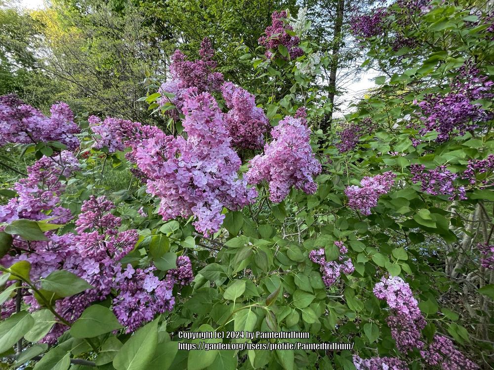 Maiden's Blush Lilac lilac plant online shopping