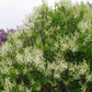 Primrose Heirloom Lilac lilac plant online shopping