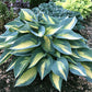 Magic Island Hosta Plants online shopping