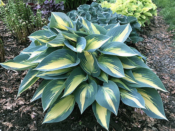 Magic Island Hosta Plants online shopping