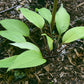 Suzanne Mahler Hosta Plants online shopping