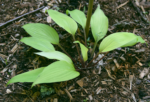 Suzanne Mahler Hosta Plants online shopping
