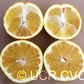 US Seedless Surprise USDA 1-77-19 Tangelo Mandarin Budwood citrus plant material online shopping