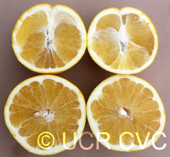 US Seedless Surprise USDA 1-77-19 Tangelo Mandarin Budwood citrus plant material online shopping