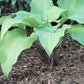 Kent Falls Hosta Plants online shopping