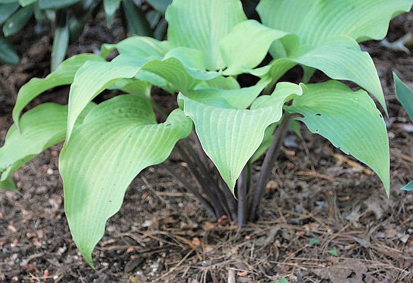 Kent Falls Hosta Plants online shopping