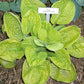 Hammered Gold Hosta Plants online shopping