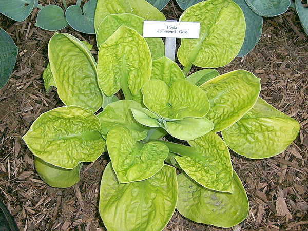 Hammered Gold Hosta Plants online shopping