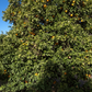 Trovita Sweet Orange Budwood citrus plant material online shopping
