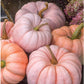 Porcelain Princess F1 Pumpkin Seeds online shopping