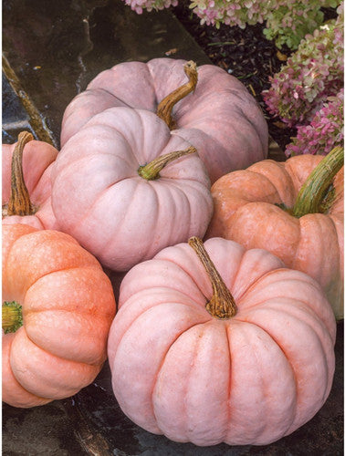 Porcelain Princess F1 Pumpkin Seeds online shopping