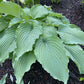 Wind Beneath My Wings Hosta Plants online shopping