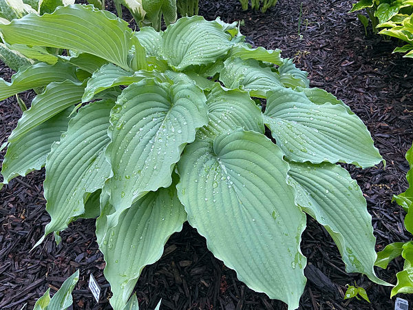 Wind Beneath My Wings Hosta Plants online shopping