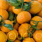 Gold Nugget Mandarin Budwood citrus plant material online shopping