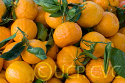 Gold Nugget Mandarin Budwood citrus plant material online shopping