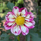 Bumble Rumble Dahlia Plants online shopping