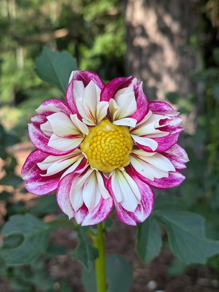 Bumble Rumble Dahlia Plants online shopping