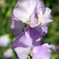 Jacqueline Ann Sweet Pea seeds online shopping