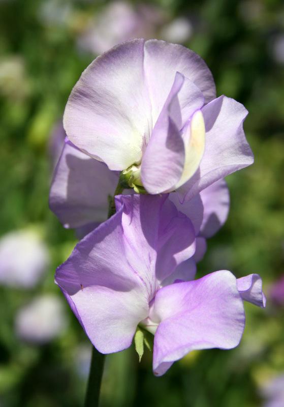 Jacqueline Ann Sweet Pea seeds online shopping