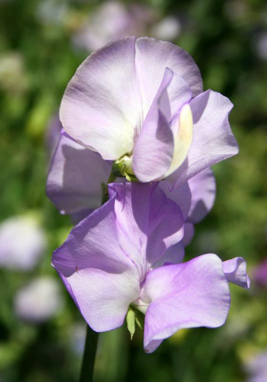 Jacqueline Ann Sweet Pea seeds online shopping