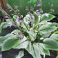 Zebra Stripes Hosta Plants online shopping