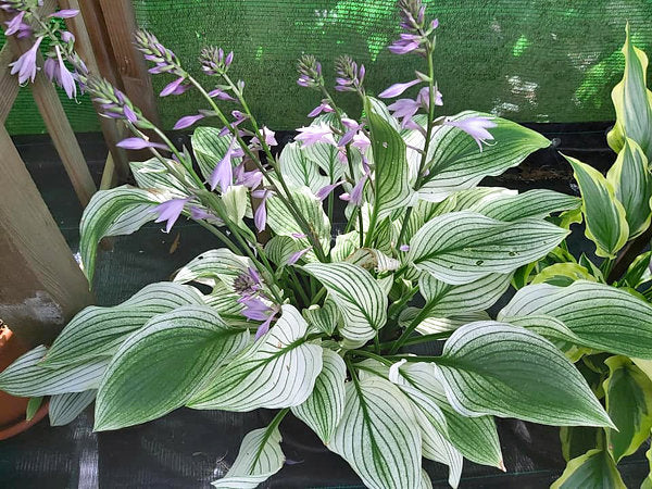 Zebra Stripes Hosta Plants online shopping