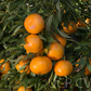 Avana Apireno Mandarin Budwood citrus plant material online shopping