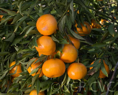Avana Apireno Mandarin Budwood citrus plant material online shopping