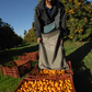 Nagami Kumquat Budwood citrus plant material online shopping