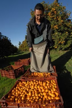Nagami Kumquat Budwood citrus plant material online shopping