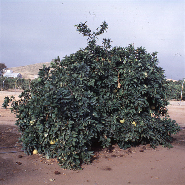 Sarawak Pummelo Budwood citrus plant material online shopping