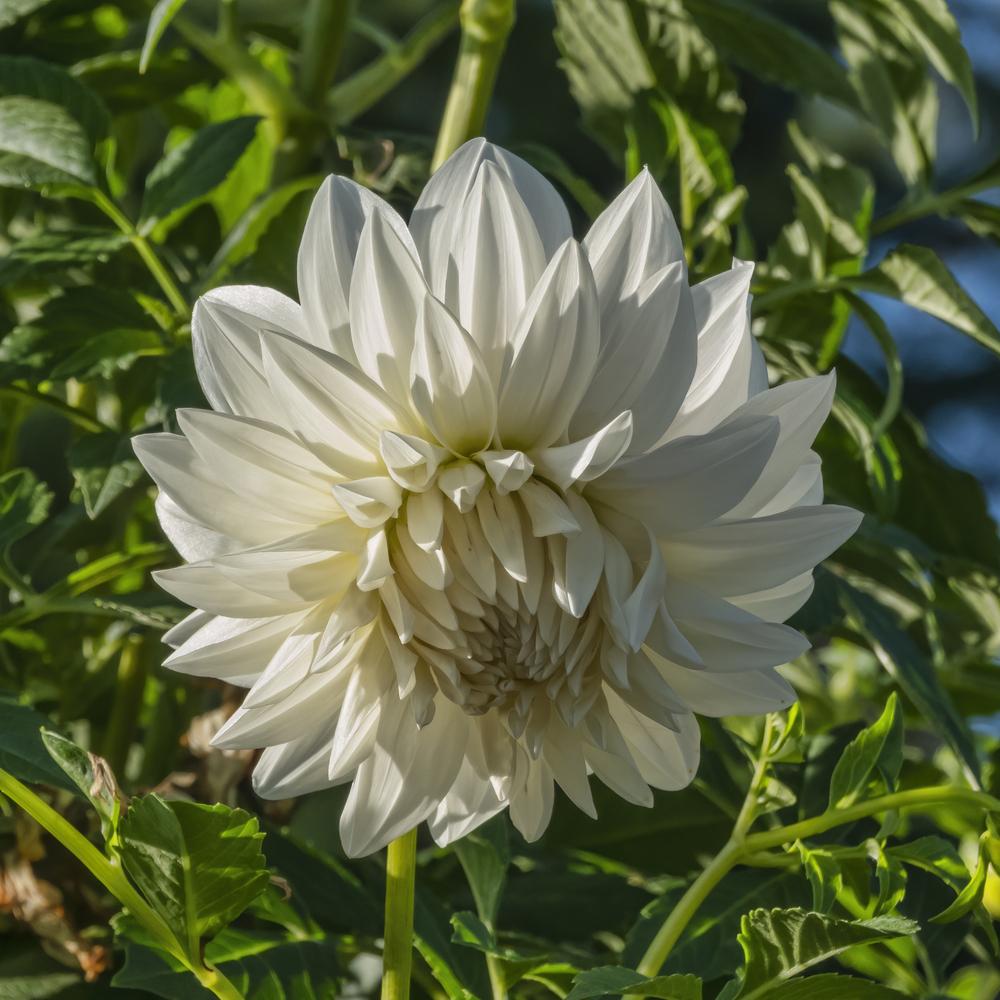 Sterling Silver Dahlia