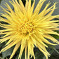 Encore Dahlia Plants online shopping