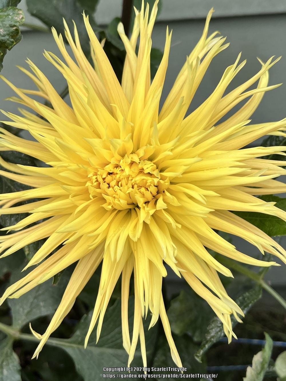 Encore Dahlia Plants online shopping