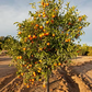 Emerald Mandarin Budwood citrus plant material online shopping