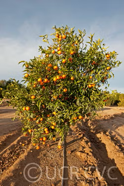 Emerald Mandarin Budwood citrus plant material online shopping
